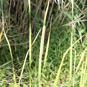 Photographie n°2090951 du taxon Typha domingensis (Pers.) Steud. [1821]