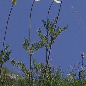 Photographie n°2090954 du taxon Anemone alpina L.