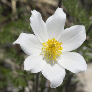 Photographie n°2090955 du taxon Anemone alpina L.