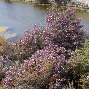 Photographie n°2090966 du taxon Limoniastrum monopetalum (L.) Boiss. [1848]