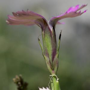 Photographie n°2090974 du taxon Dianthus pavonius Tausch [1839]