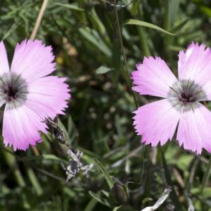 Photographie n°2090975 du taxon Dianthus pavonius Tausch [1839]