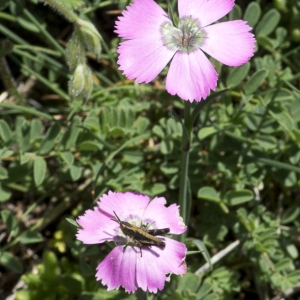 Photographie n°2090976 du taxon Dianthus pavonius Tausch [1839]