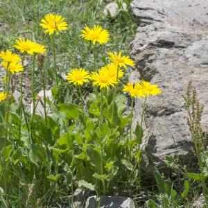 Photographie n°2090979 du taxon Doronicum grandiflorum Lam. [1786]