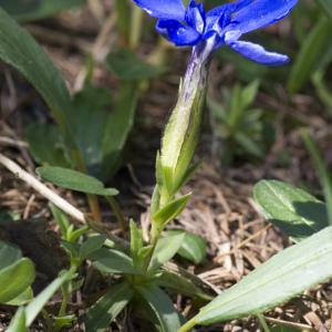 Photographie n°2091003 du taxon Gentiana verna L.