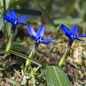 Photographie n°2091004 du taxon Gentiana verna L.