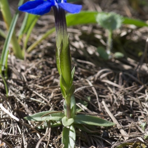 Photographie n°2091005 du taxon Gentiana verna L.