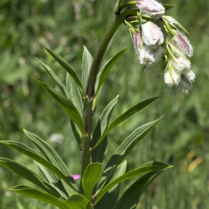 Photographie n°2091009 du taxon Lilium martagon L.