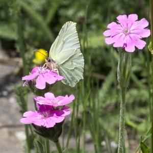 Photographie n°2091016 du taxon Lychnis flos-jovis (L.) Desr.