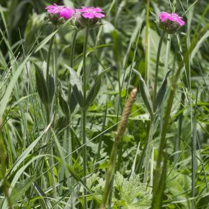 Photographie n°2091018 du taxon Lychnis flos-jovis (L.) Desr.