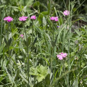 Photographie n°2091020 du taxon Lychnis flos-jovis (L.) Desr.