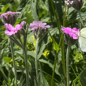 Photographie n°2091021 du taxon Lychnis flos-jovis (L.) Desr.