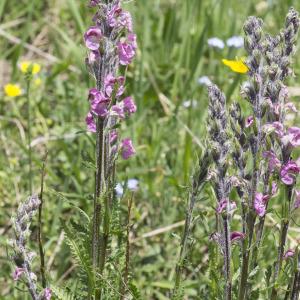 Photographie n°2091023 du taxon Pedicularis rostratospicata Crantz