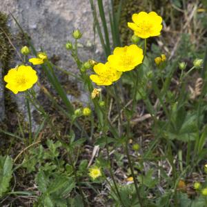 Photographie n°2091029 du taxon Potentilla grandiflora L.