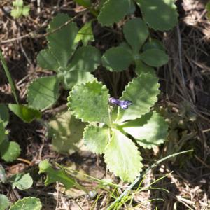 Photographie n°2091037 du taxon Primula marginata Curtis