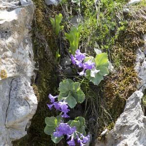 Photographie n°2091046 du taxon Primula marginata Curtis