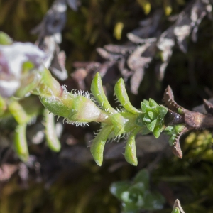 Photographie n°2091070 du taxon Saxifraga oppositifolia L.