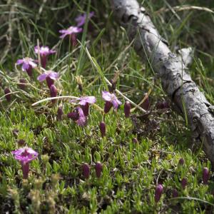 Photographie n°2091073 du taxon Saxifraga oppositifolia L.