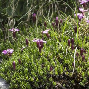 Photographie n°2091074 du taxon Saxifraga oppositifolia L.