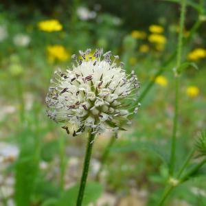 Photographie n°2091124 du taxon Dipsacus pilosus L.