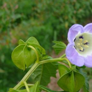 Photographie n°2091129 du taxon Nicandra physalodes (L.) Gaertn. [1791]