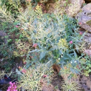 Photographie n°2091134 du taxon Centranthus ruber (L.) DC.