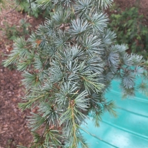 Photographie n°2091139 du taxon Cedrus atlantica (Manetti ex Endl.) Carrière [1855]