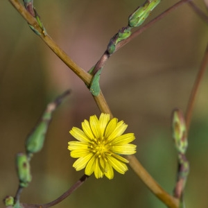 Photographie n°2091160 du taxon Lactuca serriola L. [1756]