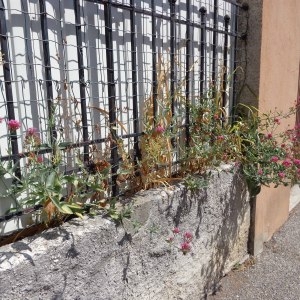 Photographie n°2091169 du taxon Centranthus ruber (L.) DC. [1805]