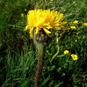 Photographie n°2091175 du taxon Hypochaeris uniflora Vill. [1779]