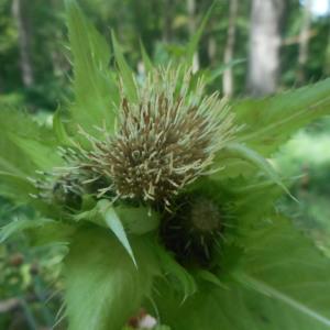 Photographie n°2091209 du taxon Cirsium oleraceum (L.) Scop. [1769]