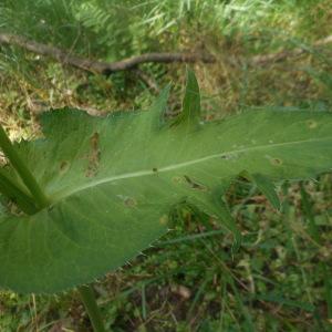 Photographie n°2091210 du taxon Cirsium oleraceum (L.) Scop. [1769]