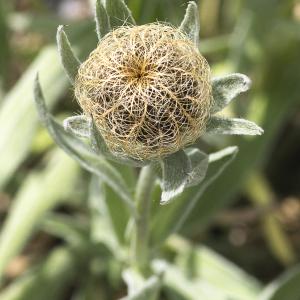 Photographie n°2091286 du taxon Centaurea uniflora Turra [1765]