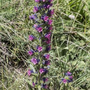 Photographie n°2091305 du taxon Echium vulgare L.