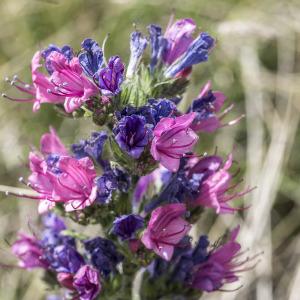 Photographie n°2091308 du taxon Echium vulgare L.