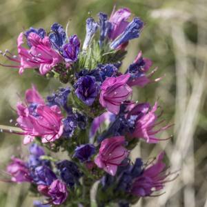 Photographie n°2091309 du taxon Echium vulgare L.