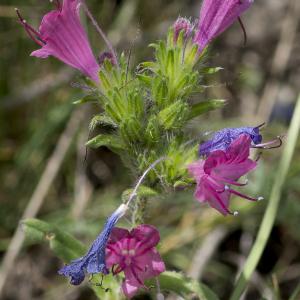 Photographie n°2091310 du taxon Echium vulgare L.