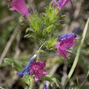 Photographie n°2091311 du taxon Echium vulgare L.