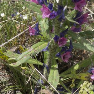 Photographie n°2091313 du taxon Echium vulgare L.