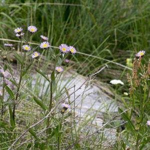 Photographie n°2091314 du taxon Erigeron alpinus L.