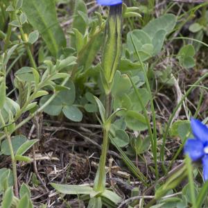 Photographie n°2091322 du taxon Gentiana verna L.