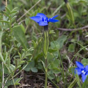 Photographie n°2091323 du taxon Gentiana verna L.