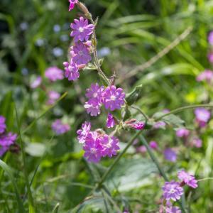 Photographie n°2091333 du taxon Lychnis flos-jovis (L.) Desr.