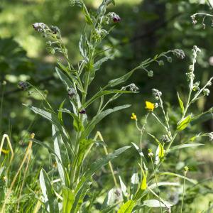 Photographie n°2091407 du taxon Cynoglossum germanicum Jacq. [1767]