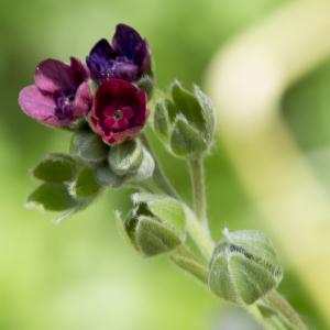 Photographie n°2091409 du taxon Cynoglossum germanicum Jacq. [1767]