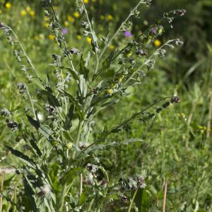 Photographie n°2091412 du taxon Cynoglossum germanicum Jacq. [1767]