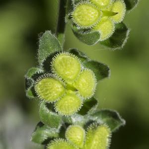 Photographie n°2091414 du taxon Cynoglossum germanicum Jacq. [1767]