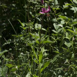 Photographie n°2091424 du taxon Lilium martagon L.