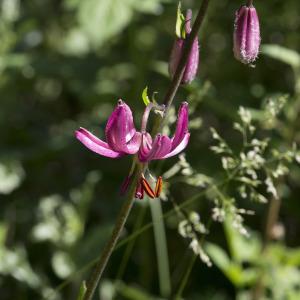 Photographie n°2091425 du taxon Lilium martagon L.