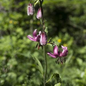 Photographie n°2091427 du taxon Lilium martagon L.